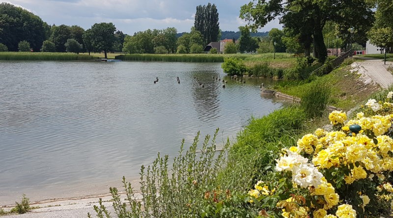 Schlossteich Sitzenberg Blumen