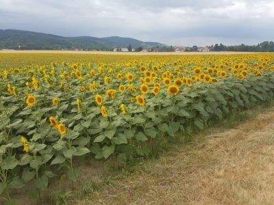 Zeiselmauer Sonnenblumenfeld